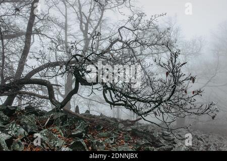 Magical old trees in fog.Amazing misty forest.Fantasy landscape with foggy forest,morning frost.Fairy forest in autumn.Fall woods.Enchanted tree Stock Photo