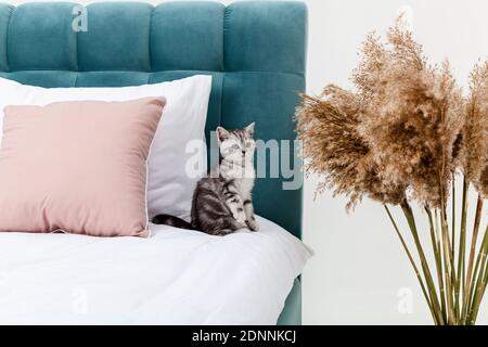 Small tabby Scottish Fold kitten on the bed Stock Photo