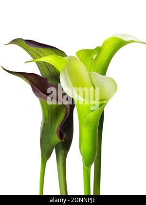 famous beautiful calla lily flower fine art of natural contemporary design simple and luxury isolated on white good for home decoration Stock Photo