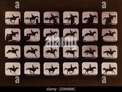 Eadweard Muybridge, Motion Study, Study of an Animal in Motion, albumin paper, black and white positive process, sheet size: height: 16.00 cm; width: 22.40 cm, horse, movement, jumping, horse Stock Photo