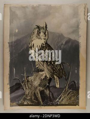 Johann Hinrich W. Hamann, eagle owl, silver gelatin paper, black and white positive process, painted, image size: height: 48.00 cm; width: 33.00 cm, animal photography, birds, owls Stock Photo