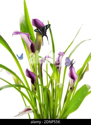 beautiful Clump of Calla Lily purple and pink flowers with group blue butterfly wings lively natural contemporary design isolated on white background Stock Photo