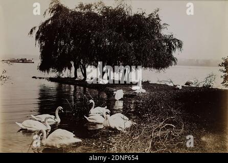 Heinrich Hamann, Atelier J. Hamann, Johann Hinrich W. Hamann, Alster swans, albumin paper, black and white positive process, image size: height: 11.9 cm; width: 17 cm, reporting photography, swan, waters Stock Photo