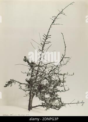 Wilhelm Weimar, Schleedorn, overgrown with lichen, silver gelatin paper, black and white positive process, image size: height: 47.40 cm; width: 36.00 cm, signed and dated: recto u. li.: in Blei: Wilhelm Weimar, Hamburg 1902, inscribed: recto u. re. on the cardboard: in Blei: Schleedorn, overgrown with lichen, nature photography, trees, shrubs Stock Photo