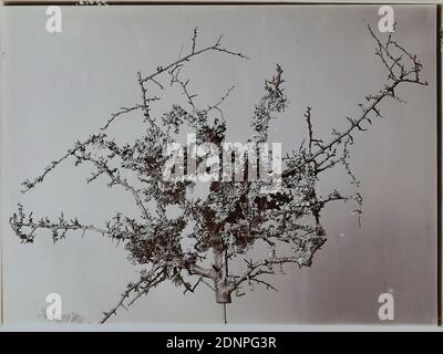 Wilhelm Weimar, Schleedorn overgrown with lichen, albumin paper, black and white positive process, image size: height: 17,60 cm; width: 23,50 cm, in lead: 956 b W. Weimar 9, nature photography, plants, vegetation Stock Photo