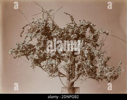 Wilhelm Weimar, Schleedorn overgrown with lichen, collodion paper, black and white positive process, image size: height: 23,40 cm; width: 17,50 cm, Schleedorn overgrown with lichen and 652a, photography, plants, vegetation Stock Photo