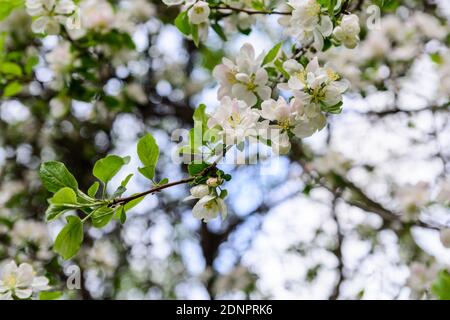 Peach blossom flowers in spring Stock Photo