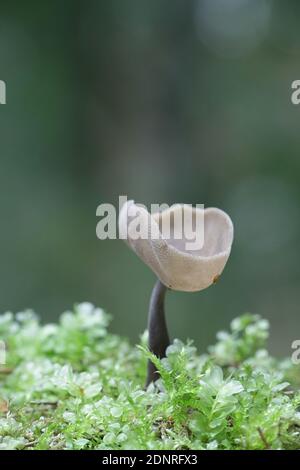 Helvella macropus, also called Helvella bulbosa, commonly known as Felt saddle fungus, wild mushroom from Finland Stock Photo