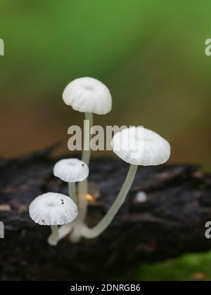 Delicatula integrella, also called Mycena integrella, tiny white mushroom from Finland with no common english name Stock Photo