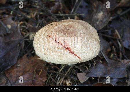 Agaricus langei, known as Scaly Wood Mushroom, wild mushrooms from Finland Stock Photo
