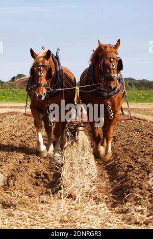 A pair of Suffolk punch horses ploughing Stock Photo