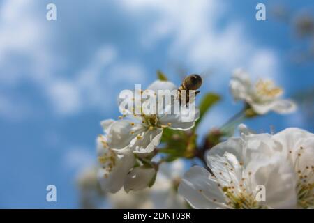 The bee collects pollen from the flowers of the apple tree. Stock Photo