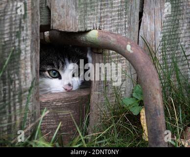 Cat looking through a hole in a fence Stock Photo