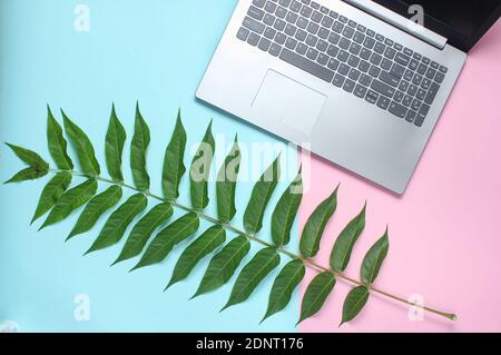 Fern leaf, laptop on a colored pastel background, botanical style, modern gadgets, online work, top view, minimalism Stock Photo
