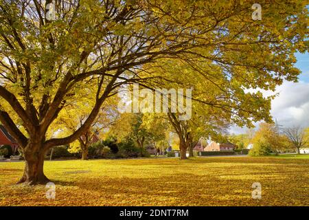 Linden tree in an autumn park, East Frisia, Lower Saxony, Germany Stock Photo