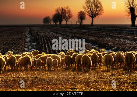Rear view of a flock of sheep in a field at sunset, Castelceriolo, Alessandria, Piedmont, Italy Stock Photo