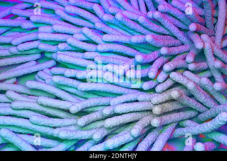 Mycobacterium tuberculosis bacteria 3d render illustration Stock Photo