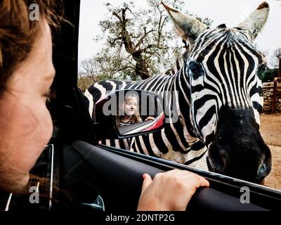 Smiling girl looking through an open car window at a Zebra Stock Photo