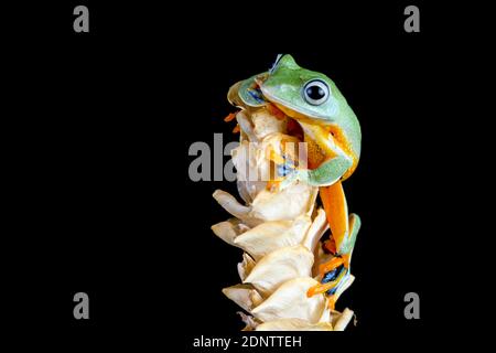Javan tree frog front view on a dried flower, Indonesia Stock Photo