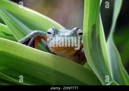 Flying frog sitting on green leaves, beautiful tree frog on green leaves, rachophorus reinwardtii Stock Photo