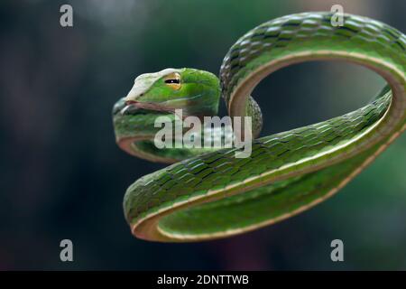 Close-up of an Asian vine snake on a branch, Indonesia