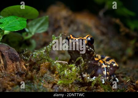 Hylarana picturata frog sitting on a leaf, Indonesia Stock Photo