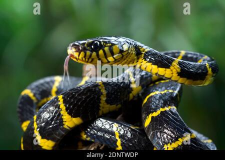 Close-up of a Boiga snake ready to strike, Indonesia Stock Photo