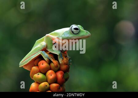 Javan tree frog on a plant, Indonesia Stock Photo