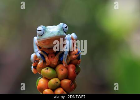 Javan tree frog on a plant, Indonesia Stock Photo
