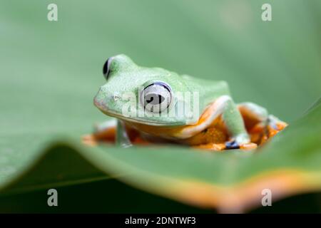 Javan tree frog on a leaf, Indonesia Stock Photo