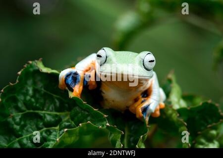 Javan tree frog on a leaf, Indonesia Stock Photo
