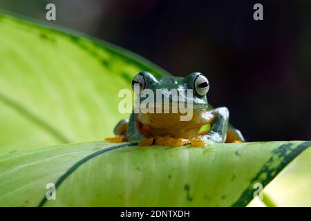 Javan tree frog on a leaf, Indonesia Stock Photo