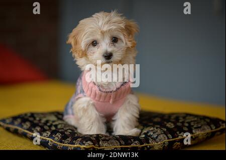 maltipoo puppy 2020 Stock Photo