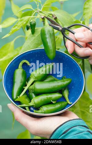 Capsicum annuum 'Early jalapeno'. Harvesting green chilli peppers grown under cover in an English garden. UK Stock Photo