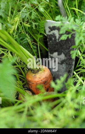 Daucus carota 'Autumn King'. Harvesting homegrown carrots by hand in a back garden vegetable plot. UK Stock Photo