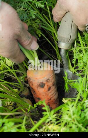 Daucus carota 'Autumn King'. Harvesting homegrown carrots by hand in a back garden vegetable plot. UK Stock Photo