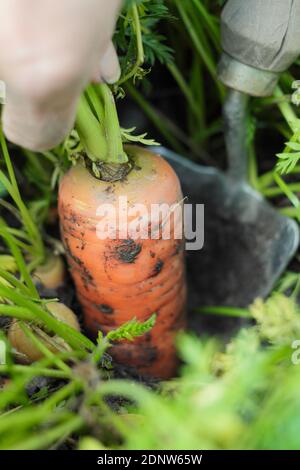 Daucus carota 'Autumn King'. Harvesting container grown Autumn King carrots by hand in a back garden vegetable plot. UK Stock Photo