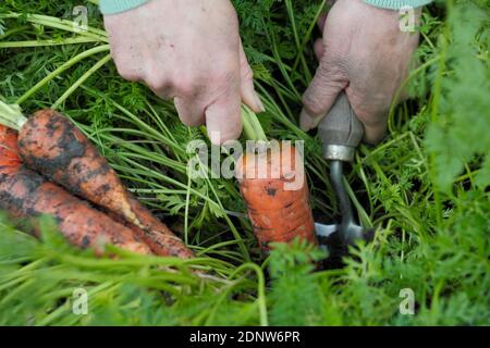 Daucus carota 'Autumn King'. Harvesting homegrown carrots by hand in a back garden vegetable plot. UK Stock Photo