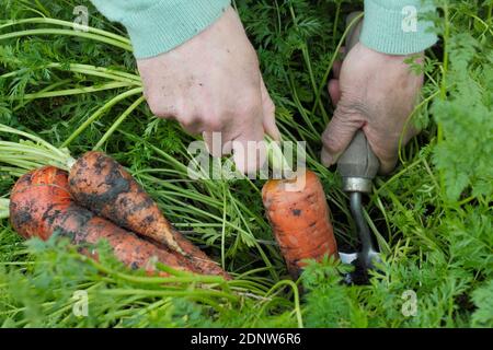 Daucus carota 'Autumn King'. Harvesting homegrown carrots by hand in a back garden vegetable plot. UK Stock Photo