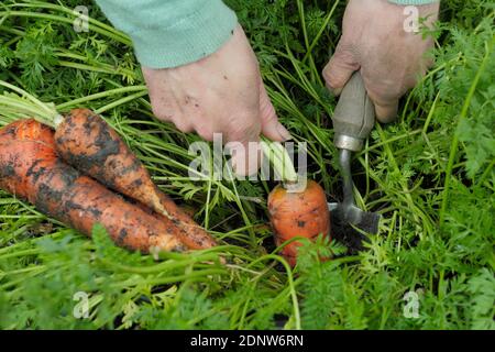 Daucus carota 'Autumn King'. Harvesting homegrown carrots by hand in a back garden vegetable plot. UK Stock Photo