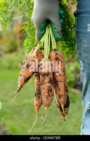 Daucus carota 'Autumn King'. Hand held homegrown carrots freshly harvested from a back garden vegetable plot (pictured). Stock Photo