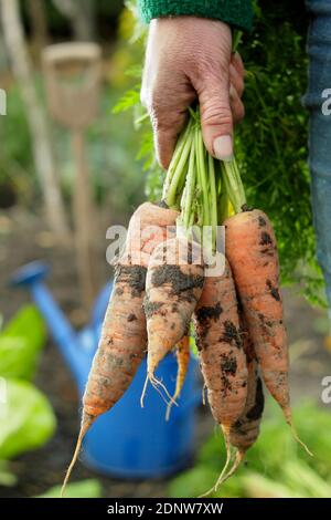 Daucus carota 'Autumn King'. Hand held homegrown carrots freshly harvested from a back garden vegetable plot (pictured). Stock Photo