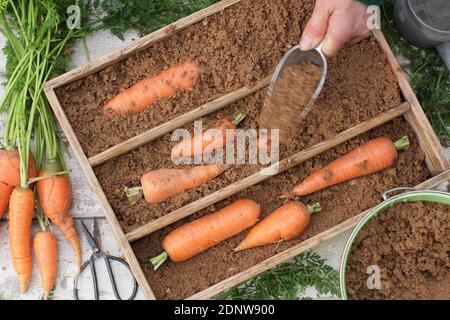 Daucus carota 'Autumn King'. Storing freshly harvested homegrown carrots in moist horticultural sand in a wooden crate. UK Stock Photo