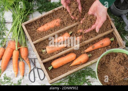 Daucus carota 'Autumn King'. Storing freshly harvested homegrown carrots in moist horticultural sand in a wooden crate. UK Stock Photo