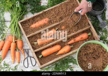 Daucus carota 'Autumn King'. Storing freshly harvested homegrown carrots in moist horticultural sand in a wooden crate. UK Stock Photo