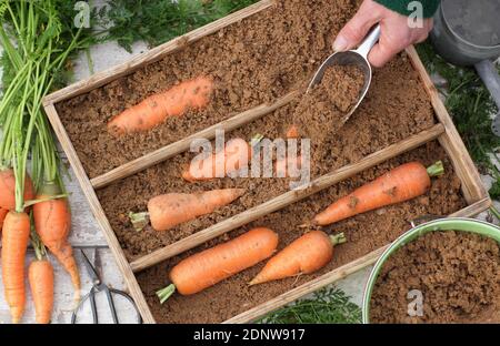 Daucus carota 'Autumn King'. Storing freshly harvested homegrown carrots in moist horticultural sand in a wooden crate. UK Stock Photo