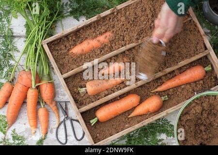 Daucus carota 'Autumn King'. Storing freshly harvested homegrown carrots in moist horticultural sand in a wooden crate. UK Stock Photo