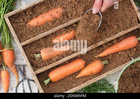 Daucus carota 'Autumn King'. Storing freshly harvested homegrown carrots in moist horticultural sand in a wooden crate. UK Stock Photo