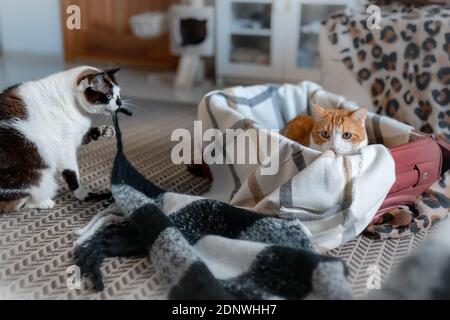 kitten biting blanket
