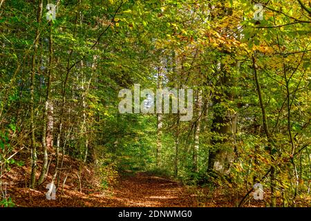 Foliage-covered hiking trail through beech forest in autumn, near Weilheim, Upper Bavaria, Bavaria, Germany, Europe Stock Photo